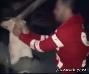 سگ آزاری ، سگ آزار