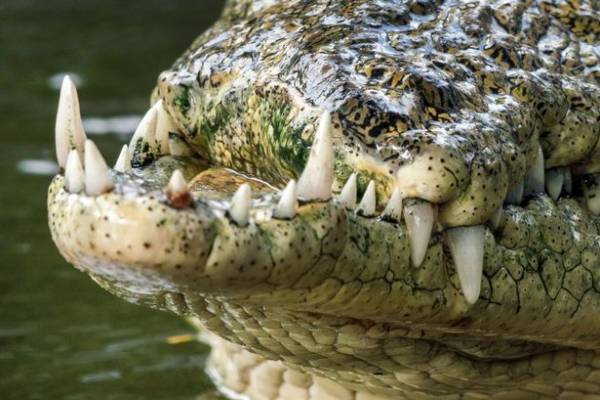 تمساح عجیب الخلقه با دهانی متفاوت در هندوستان ((())()() 1