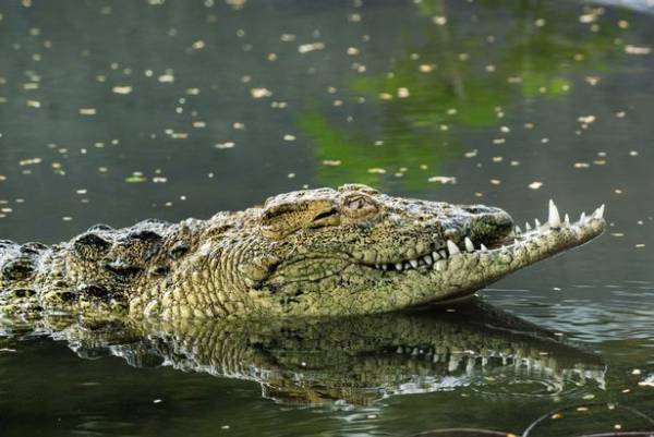 تمساح عجیب الخلقه با دهانی متفاوت در هندوستان ((())()() 1