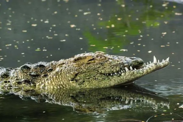 تمساح تمساح عجیب