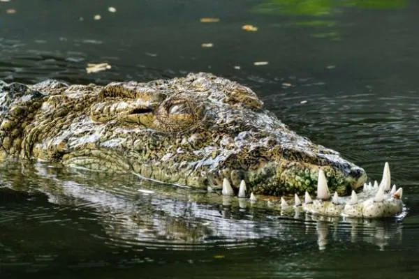 تمساح تمساح عجیب