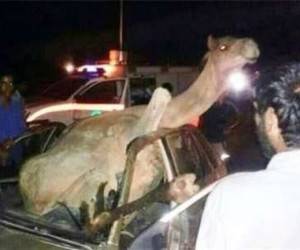 تصادف پراید با شتر