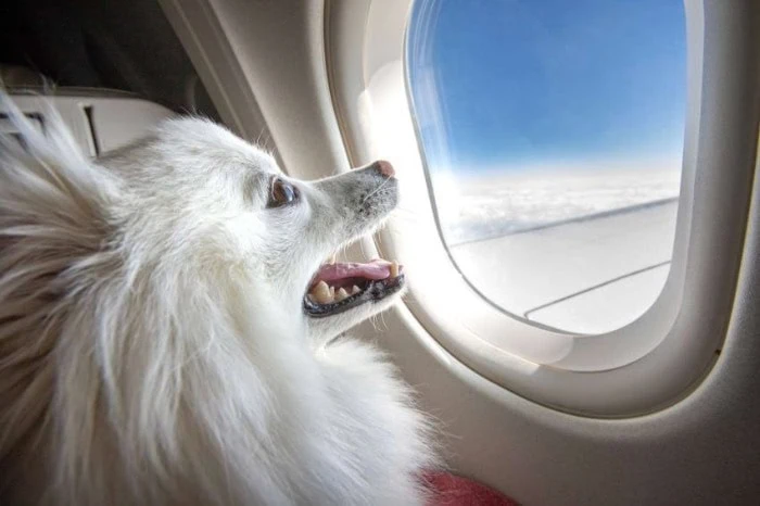 Expert Tips on How To Fly with Your Dog