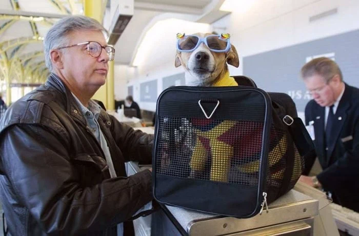 Best pet friendly airlines in the US