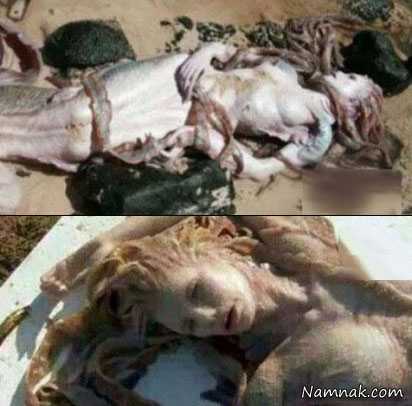 پری دریایی در بندرعباس ، بچه خوک زن داعشی ، پری دریایی در چابهار