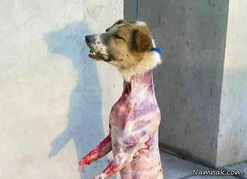 گوشت سگ ، ارتش داعش در ایران ، دروغ های اینترنتی