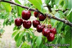 گیلاس ، قاچاق