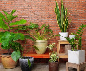 گیاهان آپارتمانی مقاوم