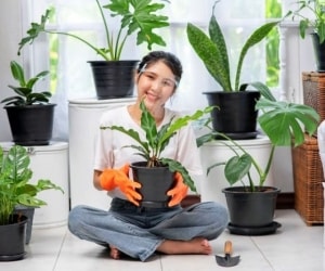 فواید گیاه در خانه