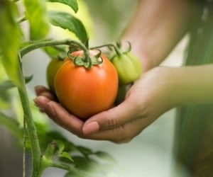 بذر گیری گوجه فرنگی