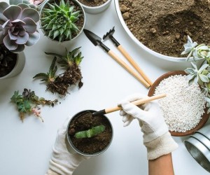 گیاه آپارتمانی