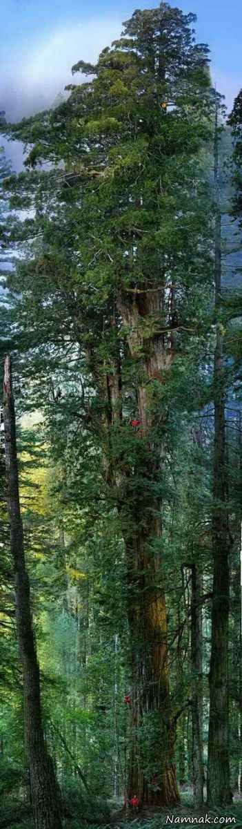 بلندترین درخت عجیب دنیا + عکس!