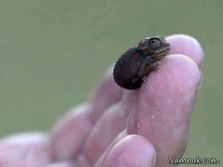 کوچکترین و عجیب ترین حیوانات دنیا + عکس