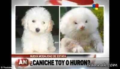 Caniche toy rata con esteroides