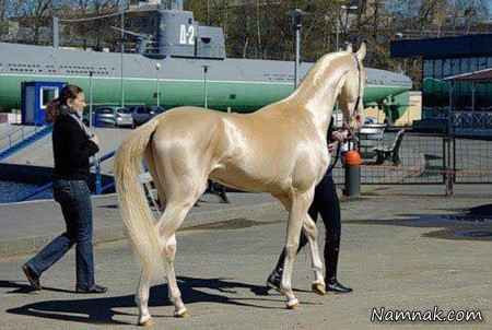 قیمت زیباترین اسب دنیا