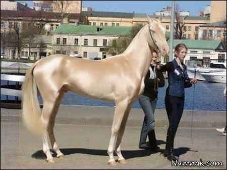زیبا ترین وگران ترین اسب دنیا 1