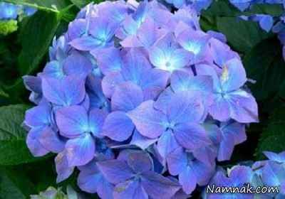 گل-های-بسیار-زیبا-ولی-سمی-و-کشنده-+-عکس