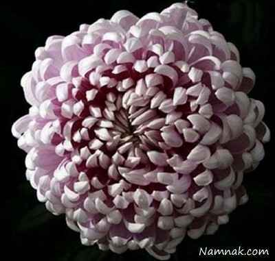 گل-های-بسیار-زیبا-ولی-سمی-و-کشنده-+-عکس