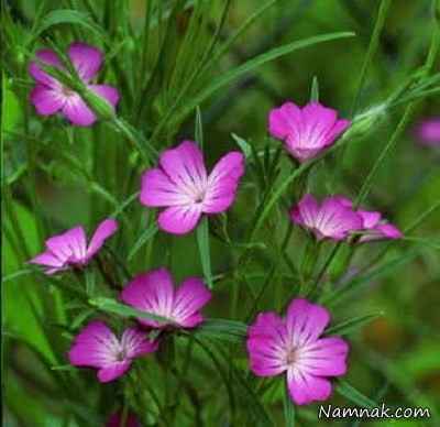 گل-های-بسیار-زیبا-ولی-سمی-و-کشنده-+-عکس
