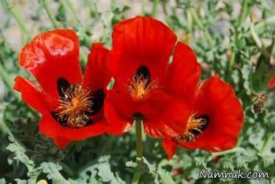 گل-های-بسیار-زیبا-ولی-سمی-و-کشنده-+-عکس