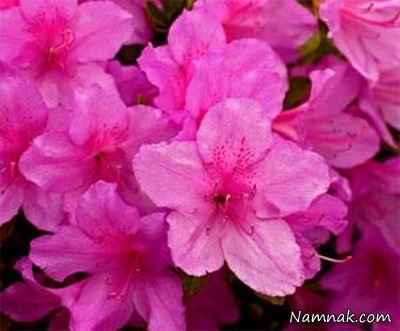 گل-های-بسیار-زیبا-ولی-سمی-و-کشنده-+-عکس