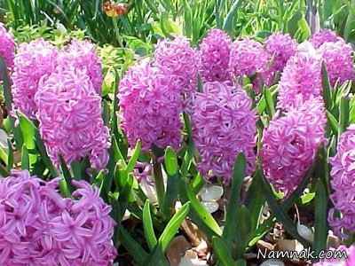 گل-های-بسیار-زیبا-ولی-سمی-و-کشنده-+-عکس