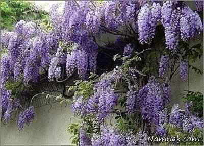گل-های-بسیار-زیبا-ولی-سمی-و-کشنده-+-عکس