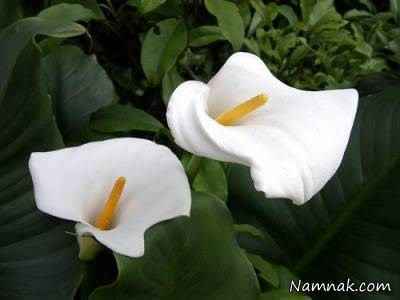 گل-های-بسیار-زیبا-ولی-سمی-و-کشنده-+-عکس