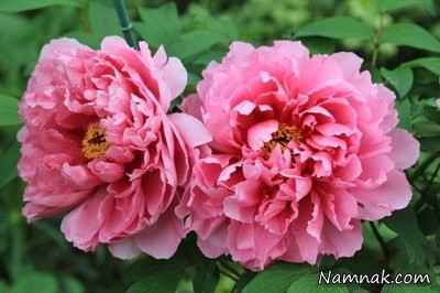 گل-های-بسیار-زیبا-ولی-سمی-و-کشنده-+-عکس