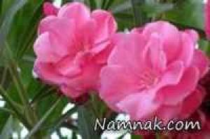 گل های بسیار زیبا ولی سمی و کشنده + عکس
