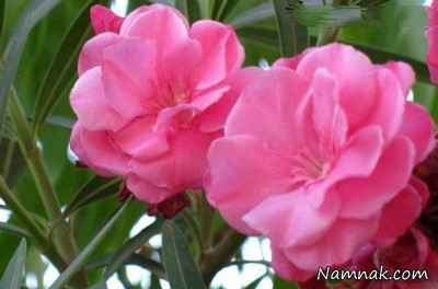 گل-های-بسیار-زیبا-ولی-سمی-و-کشنده-+-عکس