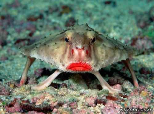 ماهی لب قرمز ، وحشتناکترین ماهی ، وحشتناک ترین مار ، وحشتناک ترین حشره