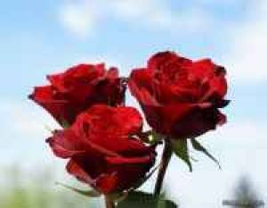 گل رز و تاریخچه ی آن گل رز و تاریخچه ی آن