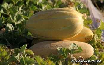 خواص بی نظیر خربزه