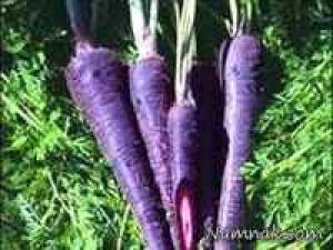 از هویج ایرانی و زردک چه می دانید؟