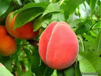 غذا های الوده،مضرات غذاهای مصرفی الوده،باکتری های موجود در غذا های مصرفی،