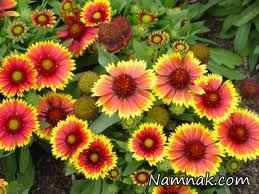 تصاویری از گل های زیبا سری1