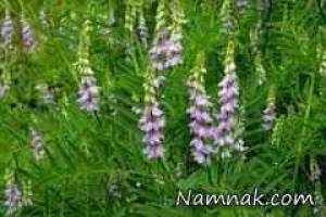 شیرین بیان