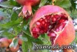انار،فواید انار،خواص انار،میوه های مفید برای قلب و عروق،میوه های ضد سرطان ، انار،فواید انار،خواص انار،میوه های مفید برای قلب و عروق،میوه های ضد سرطان