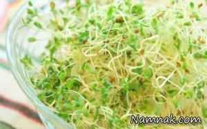 جوانه گندم ، جوانه ماش
