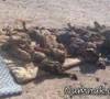 گور دسته جمعی قربانیان داعش