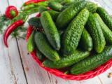 خیار برای لاغری