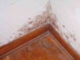 کپک دیوار خانه