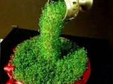 تزیین سبزه عید