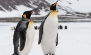 روز جهانی پنگوئن