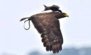 قرار گرفتن پرنده روی عقاب