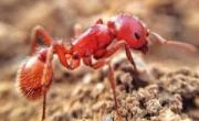 خطرناک ترین مورچه ها