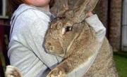 بزرگترین خرگوش