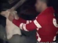 سگ آزار