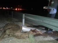 برخورد شتر با خودرو